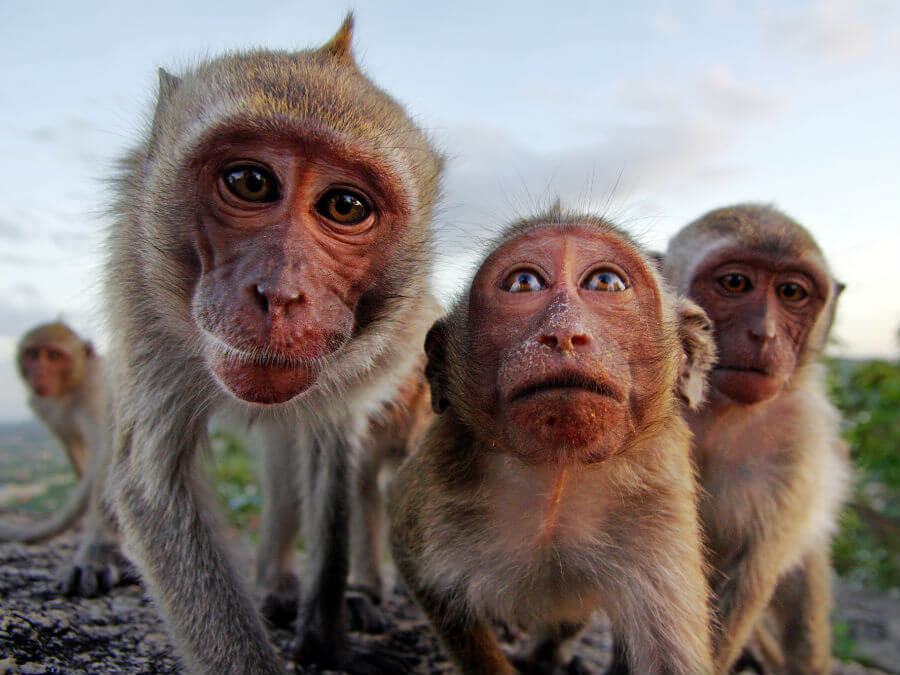 Monkeys in Bali