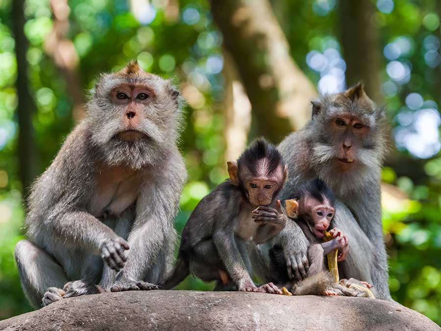 Monkeys in Bali