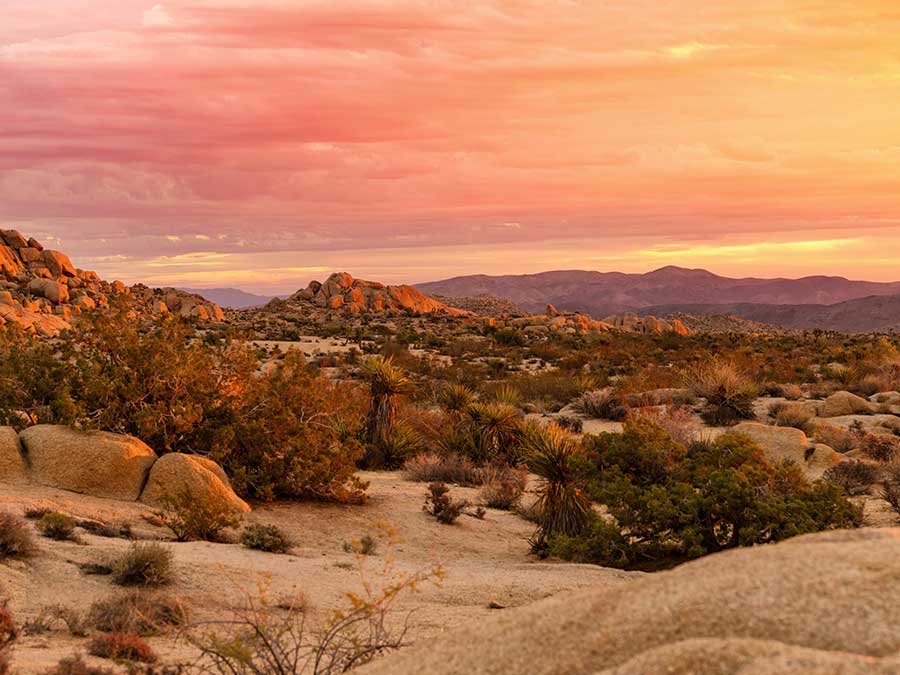 Twentynine palms