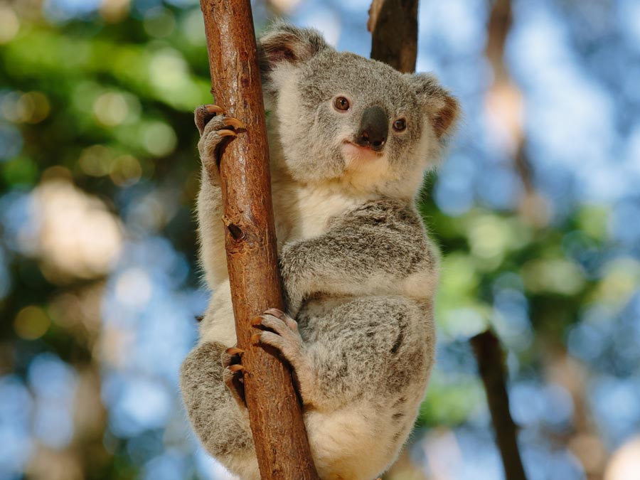 Cute Koala