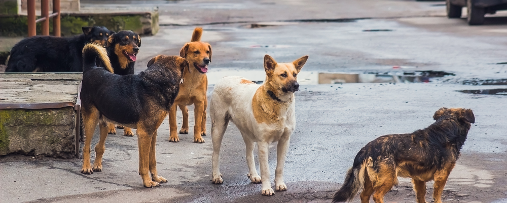 Street dogs