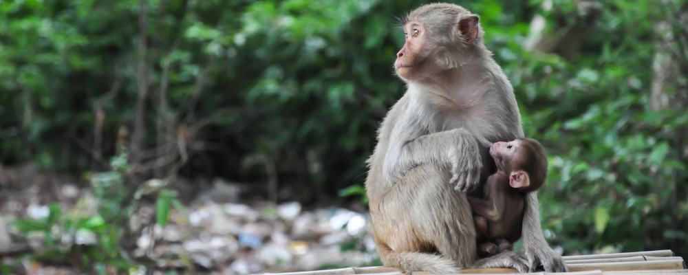 Monkey with her baby