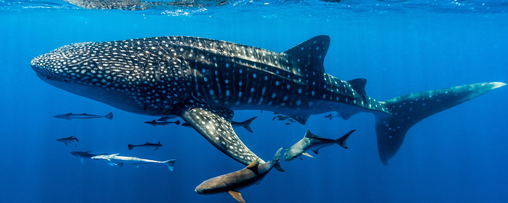 Ningalo reef with Leopard shark